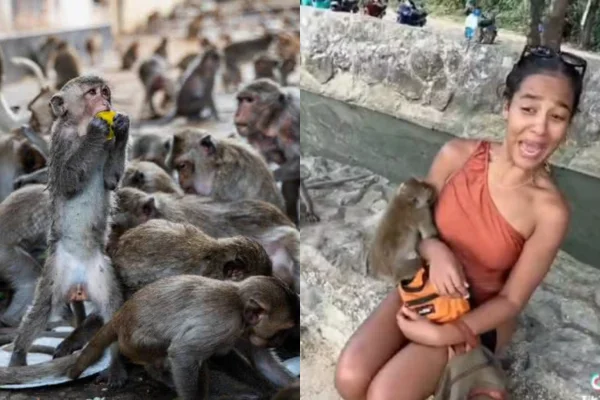 Imagem colorida, macacos e ao lado, uma brasileira que foi mordida e contraiu a doença da raiva - Metrópoles