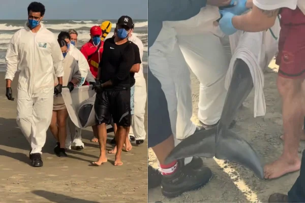 Imagem colorida mostra golfinho resgatado em Praia Grande. Metrópoles