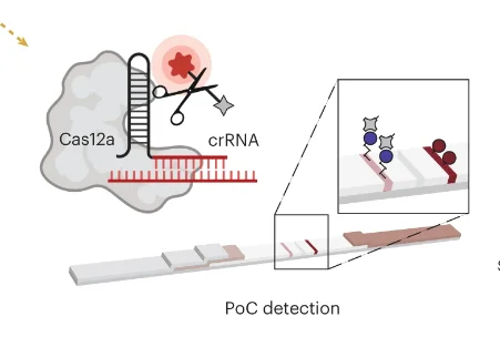 Sensor em papel é capaz de reagir a fragmentos de DNA de câncer na urina - Metrópoles