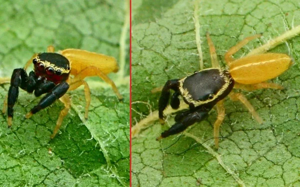 montagem com fotos de duas aranhas amarelas em cima de uma folha