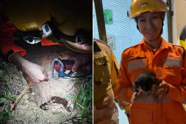 Cheiro da mãe ajuda bombeiros a resgatar cachorrinho de poço de 18m em MG