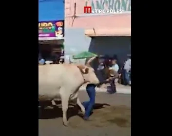 goias mulher atacada por boi em desfile