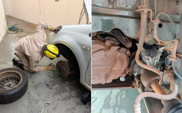 Gato é resgatado de motor de carro em Itumbiara, Goiás