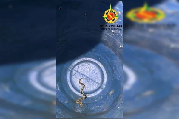 PMDF resgata cobra jararaca no Riacho Fundo I