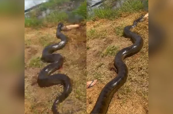 imagem colorida sucuri captura cachorro ms