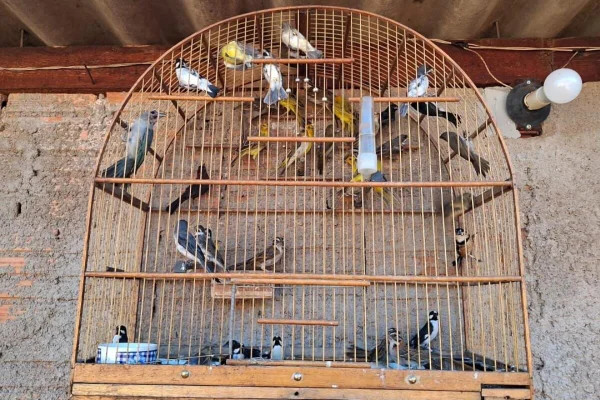 Imagem colorida de aves em cativeiro. - Metrópoles