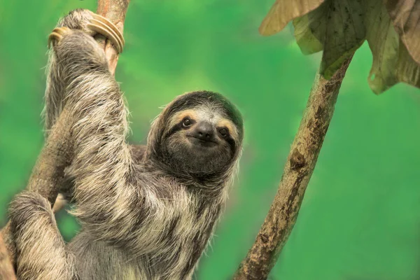 Foto de um bicho-preguiça. fundo verde. Metrópoles