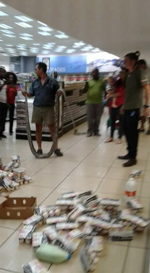 Em apenas um dia, policiais militares resgatam cinco cobras e um tatu