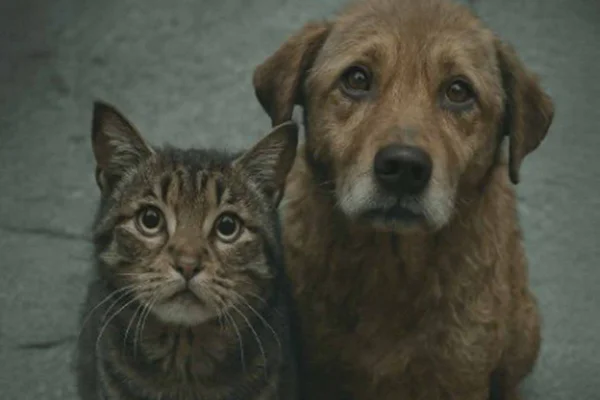 Gato e cachorro. Campanha de doação de agasalhos para pets - Metrópoles