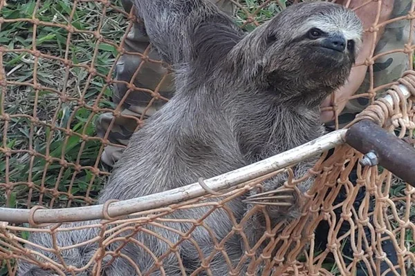 De onça a gambá: DF registra 7 aparições de animais silvestres por dia