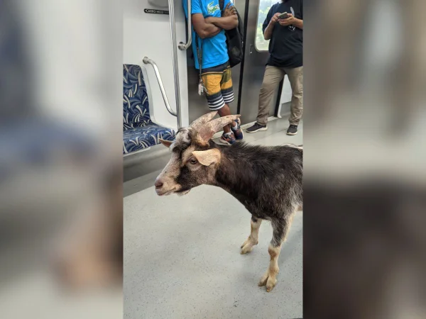 Imagem colorida mostra um bode dentro de um trem da CPTM em São Paulo - Metrópoles