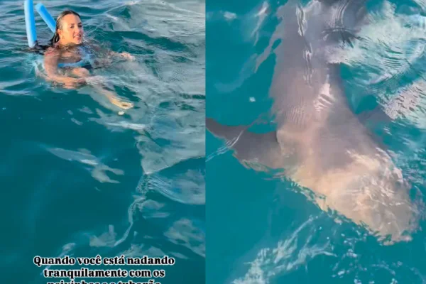 Turista dá de cara com tubarão em Noronha Chutei o coitado. Vídeo