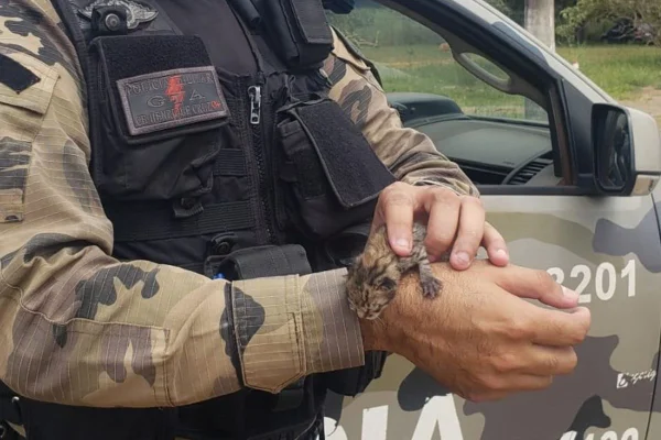 Na imagem, um policial militar aparece segurando a jaguatirica nas mãos-Metrópoles