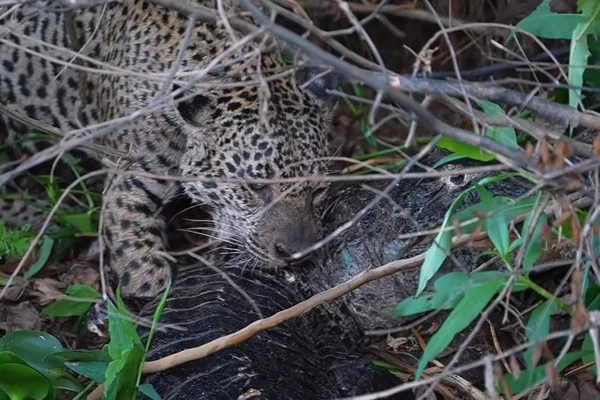Imagem colorida de onça durante ataque no Pantanal