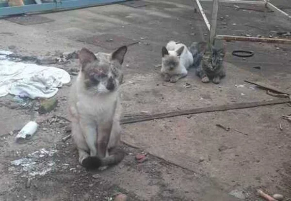 Gatos são resgatados após sofrerem maus-tratos no DF
