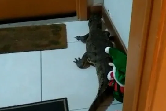 Morador encontrou um jacaré na porta do seu apartamento, no Recreio dos Bandeirantes, na zona oeste do Rio de Janeiro (RJ)