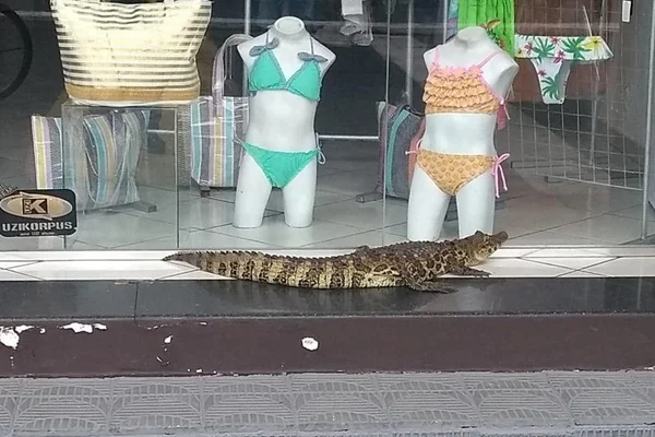 Jacaré de 1,5 metro é flagrado em frente a loja de roupas