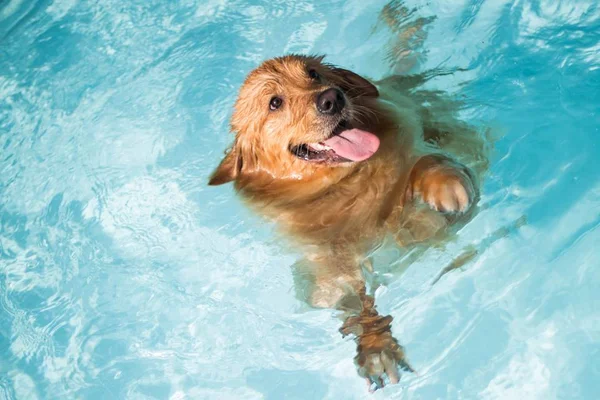 Verão: seis dicas para tutores se divertirem com pets na piscina