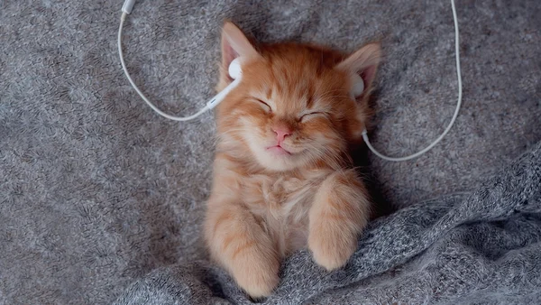 Música para gatos: estudos revelam os sons que acalmam os felinos