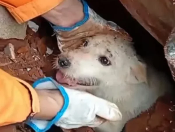 Doguinho resgatado em MG