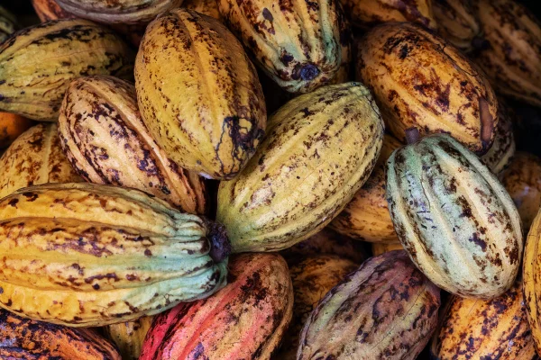 Imagem mostra vários frutos de cacau - Metrópoles