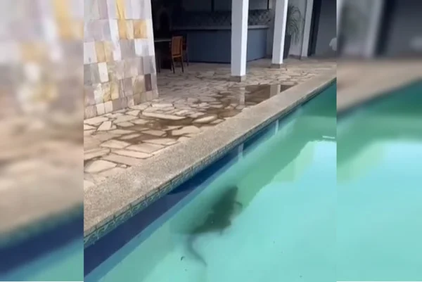 Jacaré é flagrado nadando na piscina de uma residência em PE