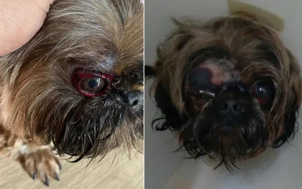 goias cachorro olho queimado