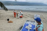 Golfinho pseudorca é encontrada morta próxima à costa em Ilhabela - imagem 2 Golfinho pseudorca é encontrada morta próxima à costa em Ilhabela - imagem 2