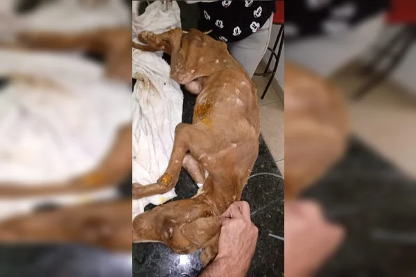 Cão morre três dias após ser deixado enrolado em fio no Entorno