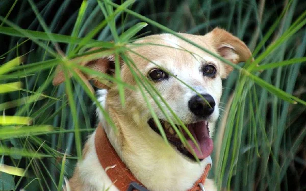 Cachorros também precisam de um tempo sozinhos. Conheça os sinais