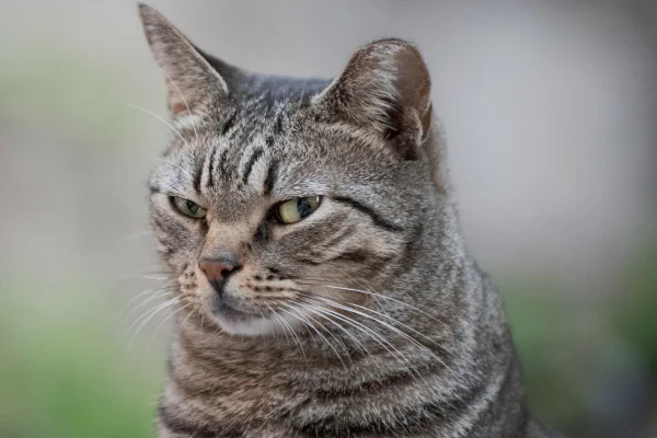 Imagem colorida de gato olhando com cara desconfiada