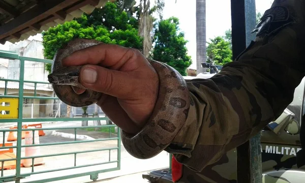 Jiboia de 80 centímetros é capturada em escola da Candangolândia