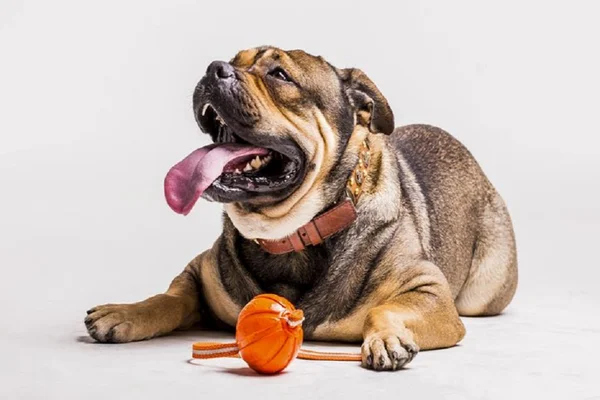 Cachorro com bolinha pets