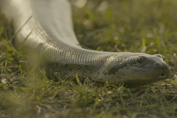 Velho do Rio se transforma em sucuri para matar Tenório em Pantanal