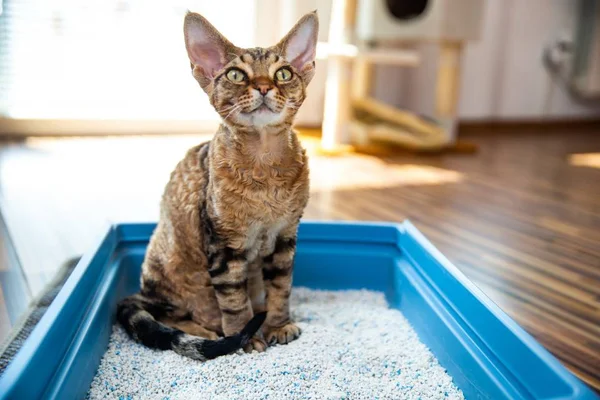 Caixa de areia para gatos