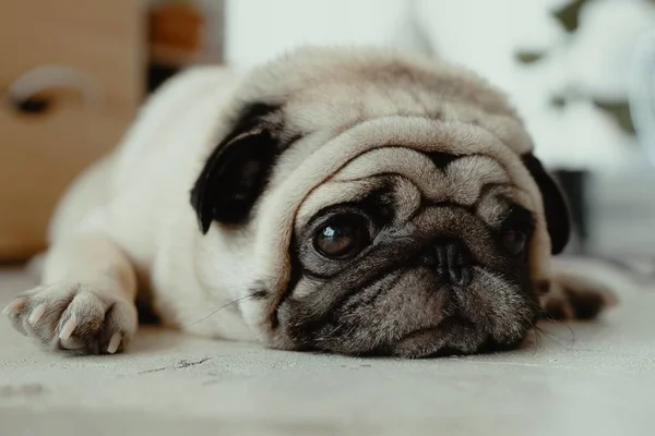 cachorro da raça pug
