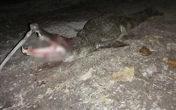Jacaré morto após ataque a criança em Goiás