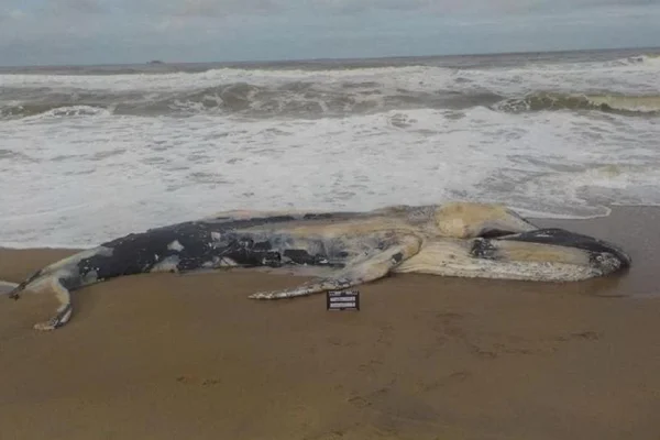 Filhote de baleia é encontrado morto em praia de Santa Catarina