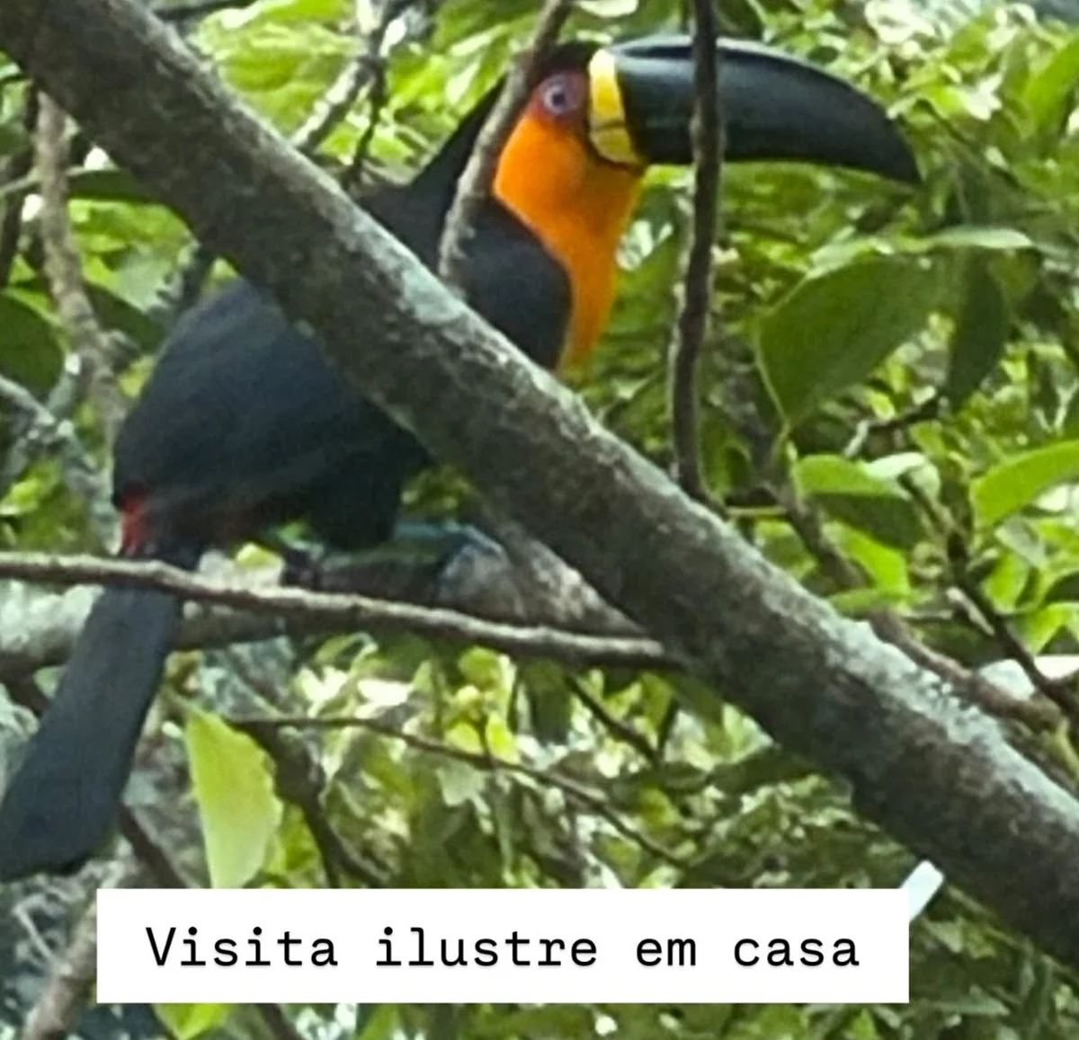 Luciano Huck mostrou a visita de um tucano em casa Luciano Huck mostrou a visita de um tucano em casa