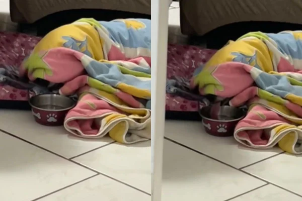 montagem colorida de cadela preguiçosa que viralizou ao beber água sem sair da coberta