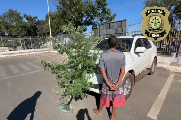 Foragido e maconha - Metrópoles