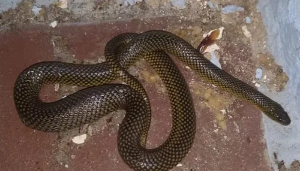 Foto colorida de uma cobra d'água - Metrópoles