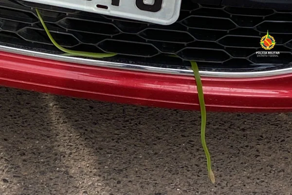 Cobra aparece em veículo vermelho
