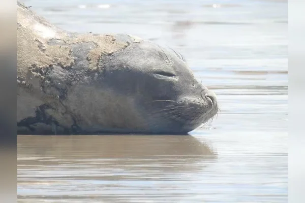 Imagem colorida mostra Elefante-marinho morto em praia - Metrópoles