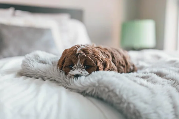 Cachorro deitado na cama