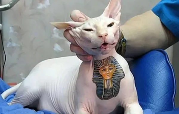 goias tatuagem caes e gatos
