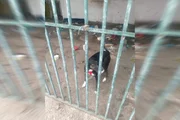 Cadela presa em casa abandonada há 40 dias é alimentada por vizinhos - imagem 4