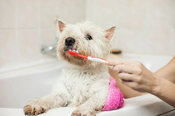 Imagem colorida de cachorro escovando os dentes