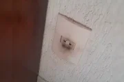 O prejuízo ocorreu no momento em que equipes da distribuidora Neoenergia Brasília realizavam a troca de cabos de energia elétrica em uma rua do Núcleo Bandeirante O prejuízo ocorreu no momento em que equipes da distribuidora Neoenergia Brasília realizavam a troca de cabos de energia elétrica em uma rua do Núcleo Bandeirante