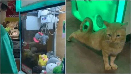 Vídeo: homem viraliza ao fisgar gato de verdade em máquina de pelúcias